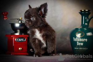 Zusätzliche Fotos: Reinrassige Stupsnasen-Chihuahuas in seltenen Farben mit einem vollen Paket an