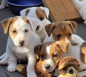 Foto №1. jack russell terrier - zum Verkauf in der Stadt Vantaa | verhandelt | Ankündigung № 175138