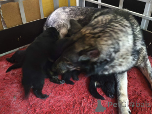 Foto №4. Ich werde verkaufen saarlooswolfhund in der Stadt Tallinn. quotient 	ankündigung - preis - 200€