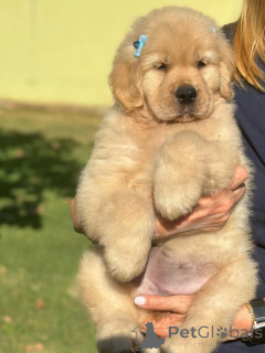 Foto №2 zu Ankündigung № 168818 zu verkaufen labrador retriever - einkaufen USA quotient 	ankündigung