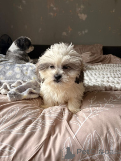 Foto №2 zu Ankündigung № 167331 zu verkaufen shih tzu - einkaufen Die Philippinen quotient 	ankündigung