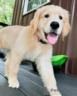 Foto №3. Gesunde, süße, bezaubernde und sozialisierte Golden Retriever-Welpen. Deutschland