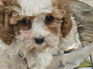 Foto №2 zu Ankündigung № 135428 zu verkaufen mischlingshund - einkaufen Deutschland quotient 	ankündigung