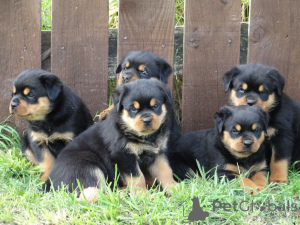 Foto №3. Rottweiler-Welpen.. Schweden