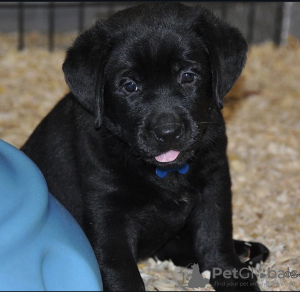 Foto №1. labrador retriever - zum Verkauf in der Stadt Гальштат | verhandelt | Ankündigung № 120863