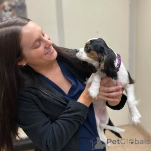 Foto №1. cavalier king charles spaniel - zum Verkauf in der Stadt Erba | verhandelt | Ankündigung № 155582