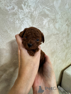 Foto №1. pudel (toy) - zum Verkauf in der Stadt Kaliningrad | 3557€ | Ankündigung № 154838