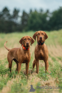 Zusätzliche Fotos: Ungarischer Vizsla-Welpe