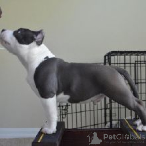 Foto №2 zu Ankündigung № 56105 zu verkaufen american pit bull terrier - einkaufen Schweden quotient 	ankündigung