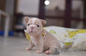 Zusätzliche Fotos: Französische Bulldogge, großes Seil