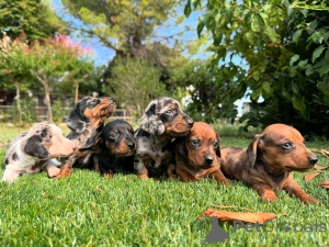 Foto №1. dackel - zum Verkauf in der Stadt Brüssel | verhandelt | Ankündigung № 160837