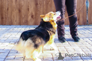 Foto №3. Walisischer Corgi Pembroke. Russische Föderation