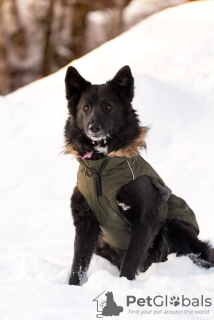 Foto №4. Ich werde verkaufen mischlingshund in der Stadt Москва. quotient 	ankündigung - preis - Frei