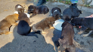 Foto №4. Ich werde verkaufen mischlingshund in der Stadt Mariupol. quotient 	ankündigung - preis - Frei