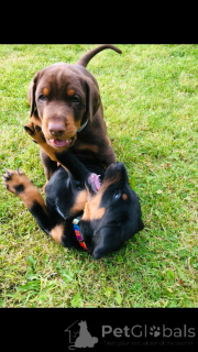 Foto №2 zu Ankündigung № 168376 zu verkaufen dobermann - einkaufen Schweden quotient 	ankündigung, züchter