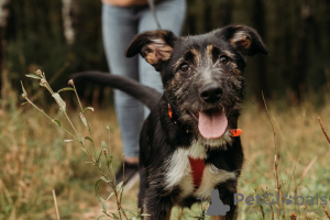 Foto №2 zu Ankündigung № 80906 zu verkaufen mischlingshund - einkaufen Russische Föderation aus dem tierheim