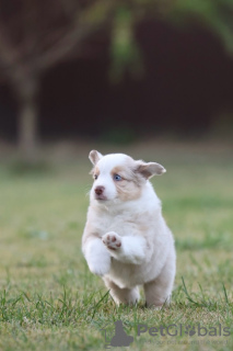 Zusätzliche Fotos: Miniatur-American Shepherd (MAS)-Welpen