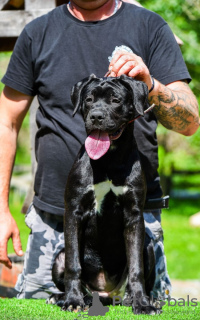 Foto №1. cane corso italiano - zum Verkauf in der Stadt Loznica | 800€ | Ankündigung № 105768