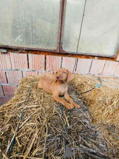 Foto №3. Kurzhaariger Ungarischer Vorstehhund, Welpen. Serbien