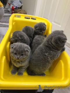 Foto №1. schottische faltohrkatze - zum Verkauf in der Stadt Frankfurt | 350€ | Ankündigung № 160411