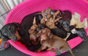 Foto №2 zu Ankündigung № 158907 zu verkaufen dackel - einkaufen Montenegro quotient 	ankündigung