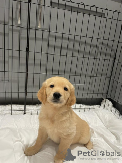 Foto №3. Wunderschöner Golden Retriever zur kostenlosen Adoption. Deutschland