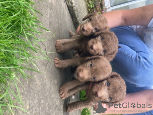 Foto №2 zu Ankündigung № 11692 zu verkaufen bedlington terrier - einkaufen USA züchter