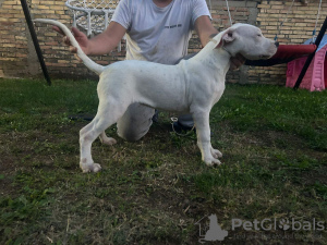 Foto №1. mischlingshund - zum Verkauf in der Stadt Belgrad | verhandelt | Ankündigung № 123286