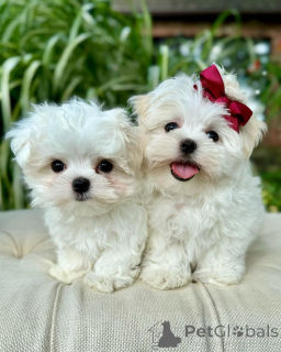 Foto №1. malteser - zum Verkauf in der Stadt Helsinki | 500€ | Ankündigung № 164002