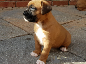 Foto №3. Gesunde Boxerwelpen zu verkaufen. Deutschland