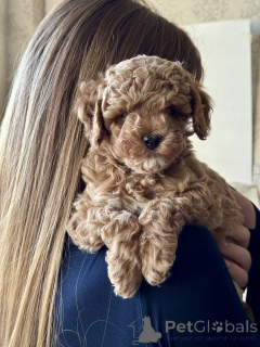 Foto №4. Ich werde verkaufen maltipu in der Stadt Großer Sotschi. züchter - preis - 1401€