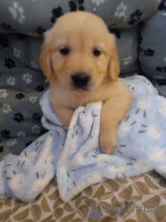 Foto №3. Golden Retriever-Welpen.. Schweden