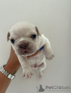 Zusätzliche Fotos: Vollständig vom Kennel Club registrierte französische Bulldoggenwelpen mit