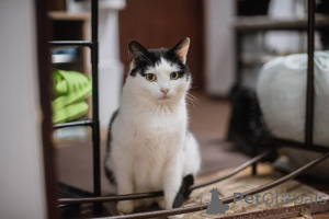 Foto №4. Ich werde verkaufen  in der Stadt Chimki. aus dem tierheim - preis - Frei