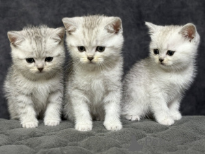 Foto №1. schottische faltohrkatze - zum Verkauf in der Stadt Minsk | 141€ | Ankündigung № 163555