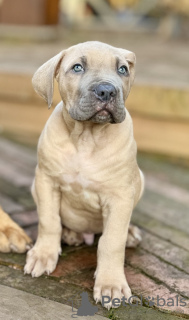 Foto №2 zu Ankündigung № 126235 zu verkaufen boerboel - einkaufen Frankreich quotient 	ankündigung