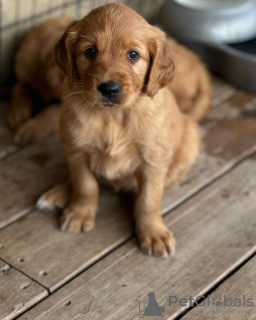 Foto №2 zu Ankündigung № 110038 zu verkaufen golden retriever - einkaufen Deutschland züchter