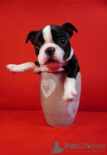 Foto №2 zu Ankündigung № 91599 zu verkaufen boston terrier - einkaufen Serbien quotient 	ankündigung