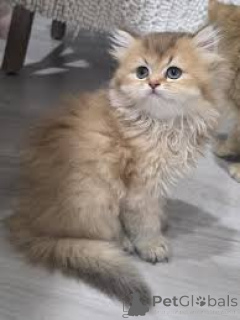 Foto №3. Entzückende Chatons British Longhair sind sofort verfügbar.. Finnland