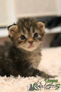 Foto №2 zu Ankündigung № 8461 zu verkaufen maine-coon-katze - einkaufen Russische Föderation quotient 	ankündigung, vom kindergarten, züchter