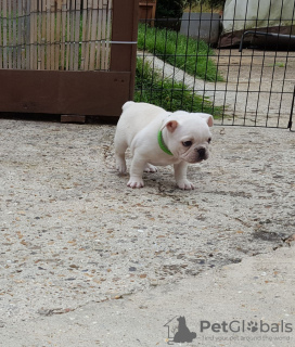 Foto №1. Smukke fransk bulldog hvalpe in der Stadt Copenhague. Price - 500€. Ankündigung № 117232