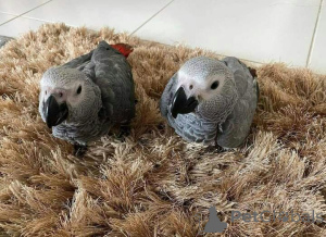 Foto №1. bayerischer gebirgsschweißhund, beagle, bearded collie, belgischer schäferhund - zum Verkauf in der Stadt Little Rock | verhandelt | Ankündigung № 145247