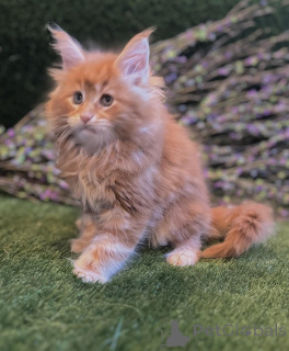 Foto №1. maine-coon-katze - zum Verkauf in der Stadt Baumholder | Frei | Ankündigung № 145308