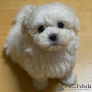 Foto №1. mastiff - zum Verkauf in der Stadt Луцк | verhandelt | Ankündigung № 129922