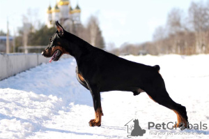 Zusätzliche Fotos: Der Dobermann-Zwinger Imidz bietet Welpen aus diesem Paar an.