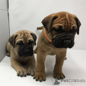 Foto №1. bullmastiff - zum Verkauf in der Stadt Helsinki | verhandelt | Ankündigung № 175142