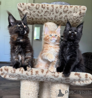 Foto №4. Ich werde verkaufen maine-coon-katze in der Stadt Alberta Beach. züchter - preis - verhandelt