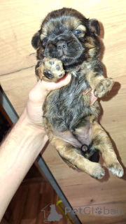 Foto №2 zu Ankündigung № 139030 zu verkaufen lhasa apso, shih tzu - einkaufen Estland quotient 	ankündigung, vom kindergarten