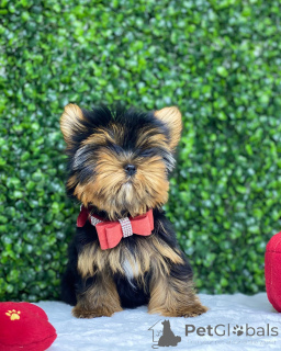 Foto №1. yorkshire terrier - zum Verkauf in der Stadt Pennsylvania -Ofen | verhandelt | Ankündigung № 149979