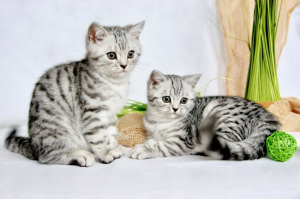 Foto №3. Wir haben wunderschöne reinrassige Britisch Kurzhaar Kätzchen in der Farbe. Deutschland